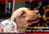Thailand Post เปิดสตอรี่อบอุ่นหัวใจ! “พี่ไปรฯ กับคู่ซี้ 4 ขา” แห่ง ปณ.จอมสุรางค์ Thailand Post