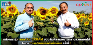 อลังการทุ่งทานตะวัน! CPRAM ชวนสัมผัสลมหนาวกลางสวนดอกไม้ CPRAM
